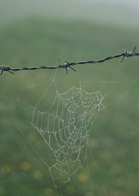 telaraña