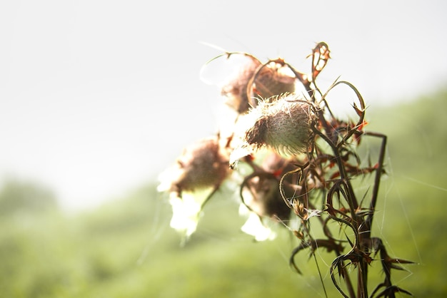 Telas de araña en las plantas de cerca en la naturaleza.