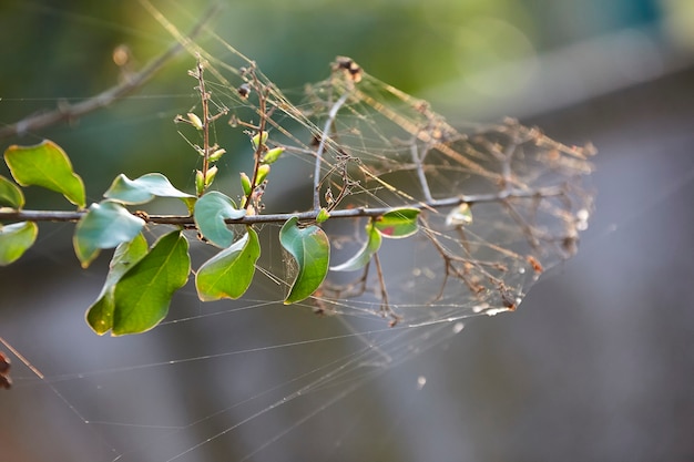 Telas de araña en la rama de una planta en el otoño