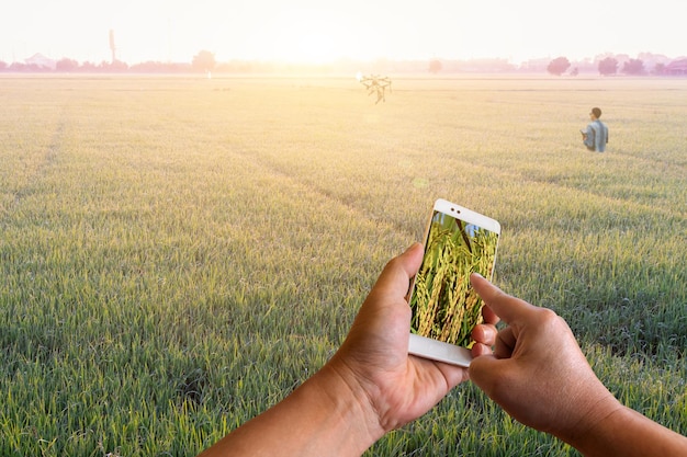 Un teléfono inteligente en la mano con una vista escénica de un campo en las manos con drones agrícolas que vuelan para rociar fertilizante en los campos de arroz Agricultura inteligente Tecnología agrícola Concepto de agricultor inteligente