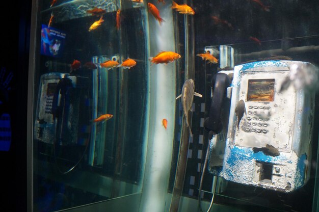 Teléfono público en el acuario.