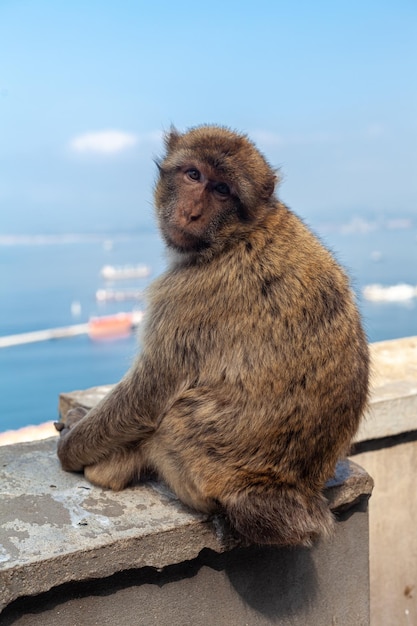 telefoto de um macaco de gibraltar sentado em uma plataforma de concreto e olhando para a câmera