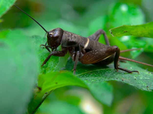 Teleogryllus emma oder Waldgrille im Gras