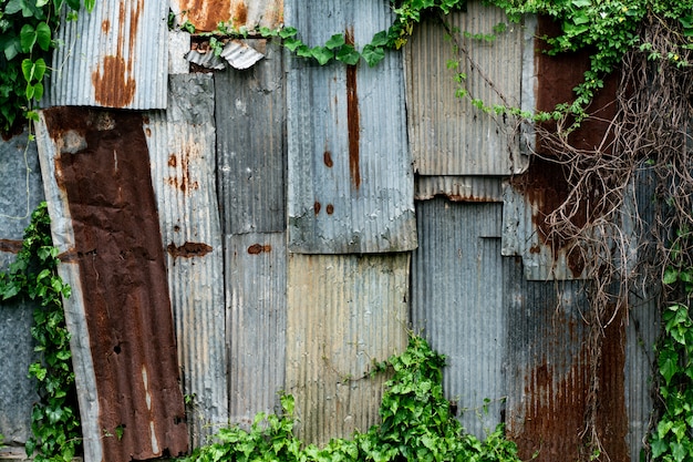 Telhado de folha de metal velho rust com planta de folha verde