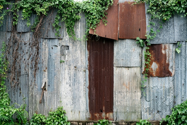 Telhado de folha de metal velho rust com planta de folha verde