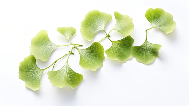 Foto en un telón de fondo blanco gingko biloba follaje verde amarillo espacio de copia de hierbas ia generativa