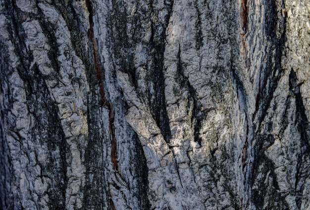 Telón de fondo de corteza de árbol de textura de fondo de madera