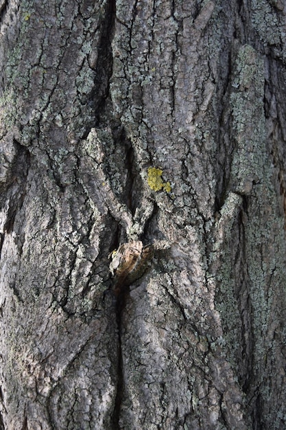 Telón de fondo de corteza de árbol de textura de fondo de madera