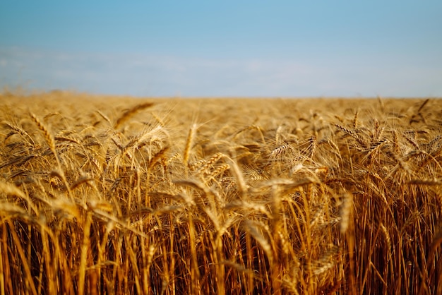 Telón de fondo de espigas maduras de campo de trigo amarillo al atardecer Cerrar foto de naturaleza Idea de rica cosecha