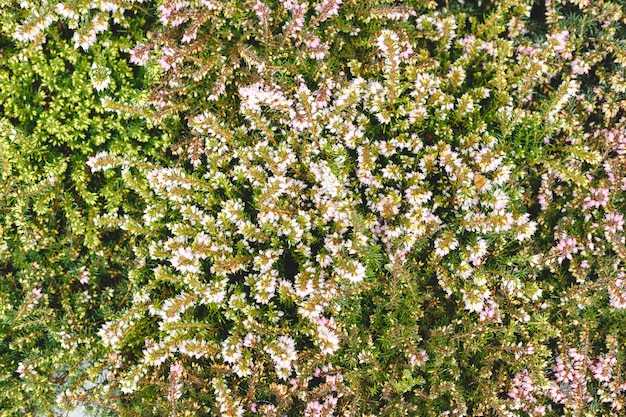 Telón de fondo floral, fondo para el día internacional de la mujer el 8 de marzo, invitación o día de San Valentín. Mezcla de flores blancas y verdes. Fondo de flores tropicales. Concepto de jardinería doméstica.