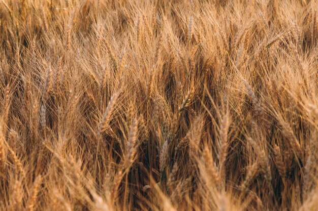 Telón de fondo de maduración espigas de campo de trigo amarillo en el fondo del cielo nublado naranja atardecer.