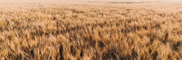 Telón de fondo de maduración espigas de campo de trigo amarillo en el fondo del cielo nublado naranja atardecer.