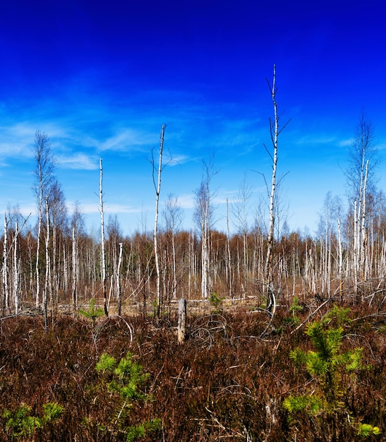 Telón de fondo de paisaje de bosque de madera salvaje midland otoño vivo cuadrado