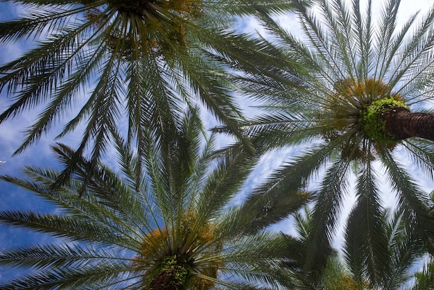 Telón de fondo de palmeras en el cielo de la luz del sol Palmera tropical con luz del sol en el fondo abstracto del cielo Vacaciones de verano y concepto de aventura de viajes por la naturaleza