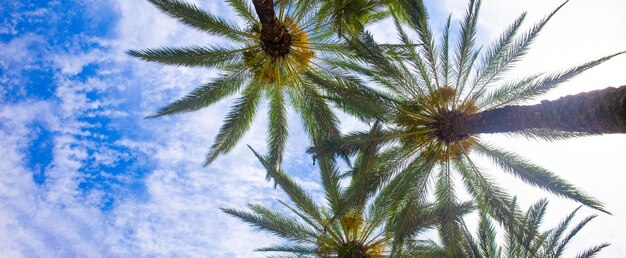 Telón de fondo de palmeras en el cielo de la luz del sol palmeras en el cielo azul palmera en el árbol de coco de la costa tropical