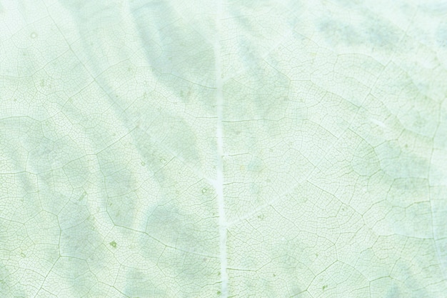 Foto telón de fondo con textura de patrón de hoja verde brillante