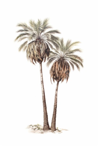 tem duas palmeiras que estão na areia gerando ai