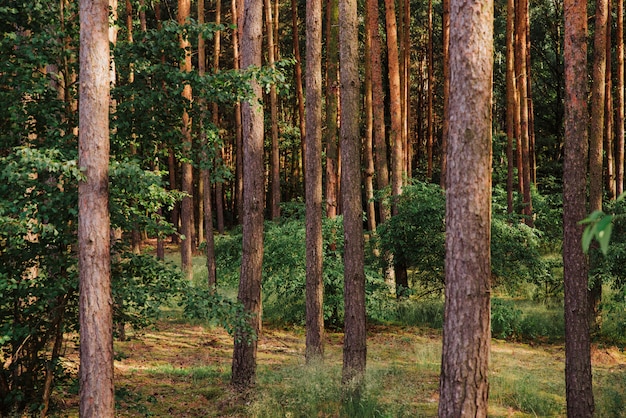 tema del bosque natural, fondo del árbol