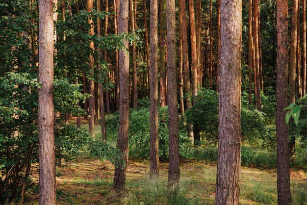 tema da floresta natural, fundo da árvore