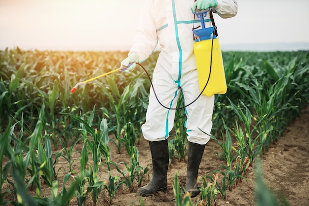 Tema de agricultura industrial. Homem pulverizando pesticidas ou inseticidas tóxicos na plantação de milho.