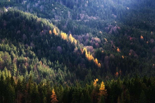 Tema de la temporada de otoño Detalle del bosque coloreado Garmisch Partenkirchen Baviera Alemania