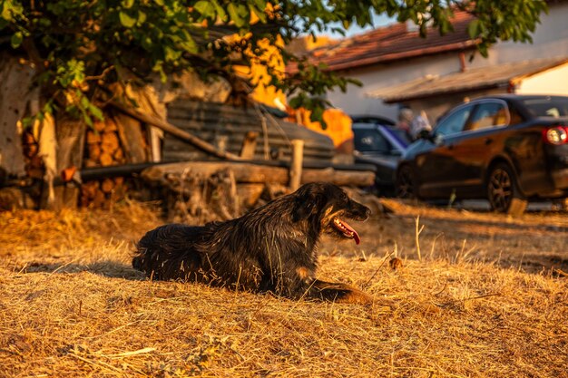 Foto temali koy eski tarihi bina traktor