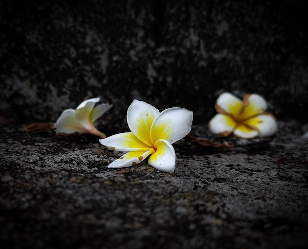 Tempel Blumen