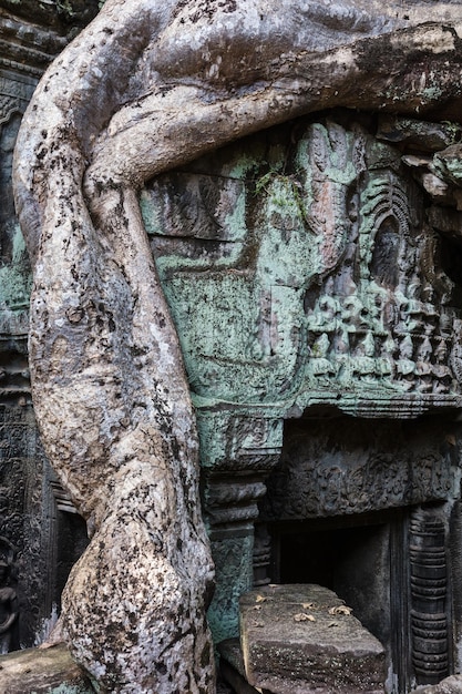 Tempel Ta Prohm mit Banyanbaum