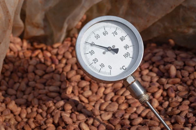 Temperatura de fermentación del cacao, El proceso de fermentación del grano de cacao, Medición de la temperatura de los granos de cacao fermentados en barriles de madera, para mantener la calidad del sabor del cacao.