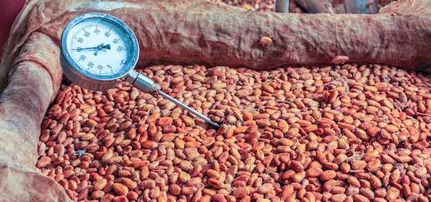 la temperatura de los granos de cacao fermentados que fermentan semillas de cacao frescas para hacer chocolate