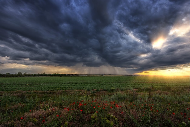 Tempestade sobre um campo verde com papoulas em primeiro plano, faixas de chuva à distância e raios de sol das nuvens