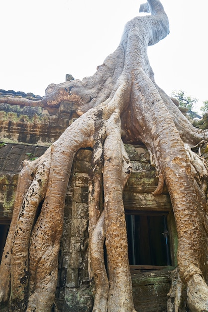 Templo e árvores de Angkor Wat