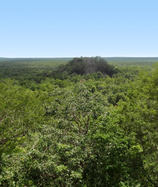 el templo lejano de Calakmul