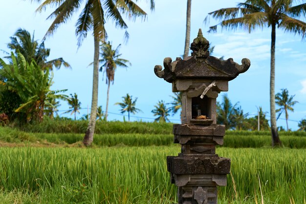 Un templo sagrado para adorar a los dioses y hacer ofrendas se encuentra en un campo de arroz