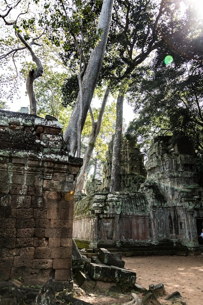 Templo de Ta Prohm cerca de Angkor Wat Camboya