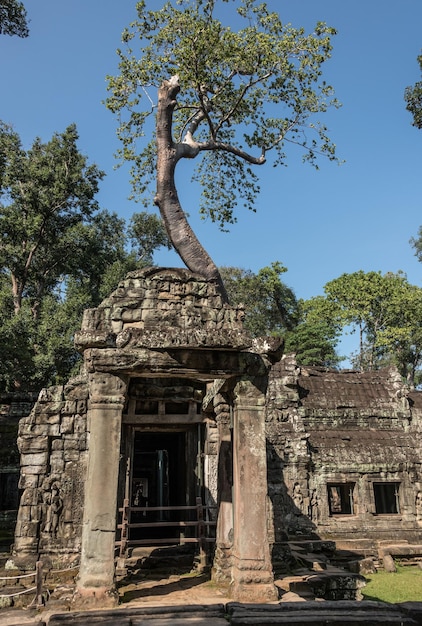 Templo Ta Prohm em Angkor Wat Camboja