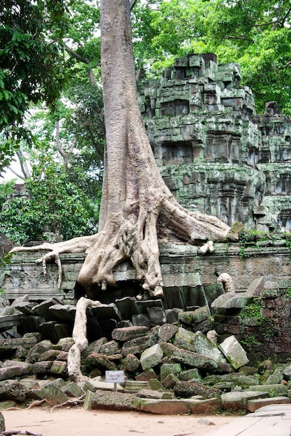 Templo de Ta Prohm en Siem Reap