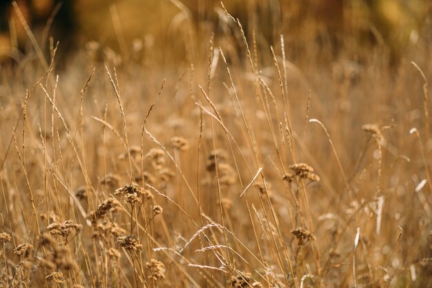 Tempo de colheita. Close-up do trigo dirige-se sobre o prado desfocado de grama dourada.
