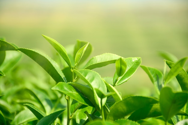 Tempo de colheita com luz da manhã para o chá verde orgânico no campo de plantação.