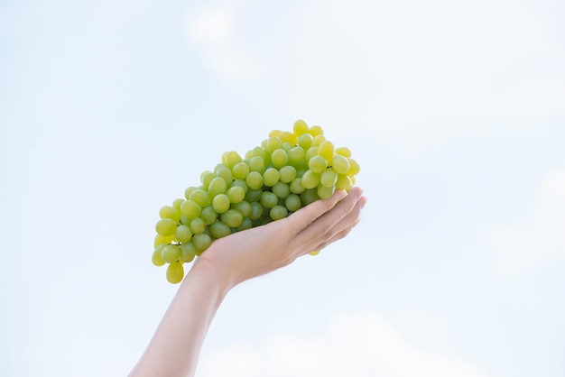 Tempo de colheita fresco cacho de uvas na mão humana Uvas suculentas maduras em um fundo do céu