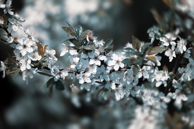 Tempo de primavera. Brunch na árvore florescendo com flores brancas.