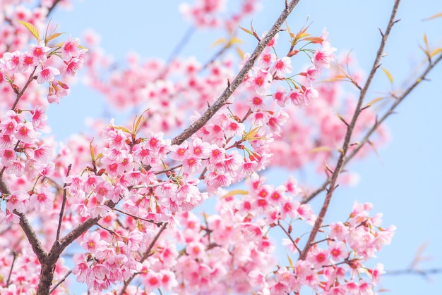 Tempo de primavera com belas flores de cerejeira, flores rosa sakura.