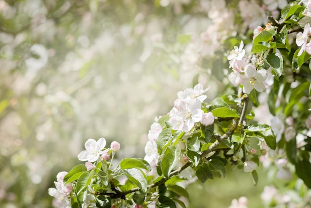 Tempo de primavera Lindo ramo com flores de maçã em um parque ou jardim As abelhas coletam pólen e mel