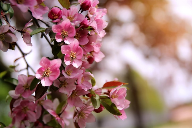 Tempo de primavera na natureza com árvore florescendo Macieira florescendo