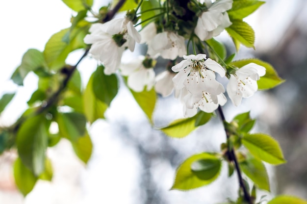 Foto tempo de primavera