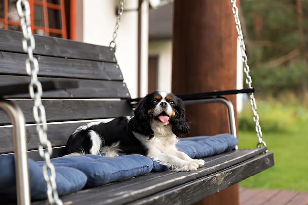 Tempo para relaxar cachorro fofo relaxando no travesseiro azul