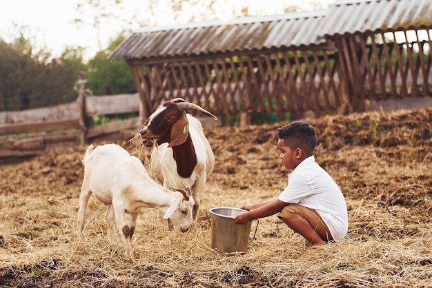 Tempo quente Menino afro-americano bonitinho está na fazenda no verão com cabras