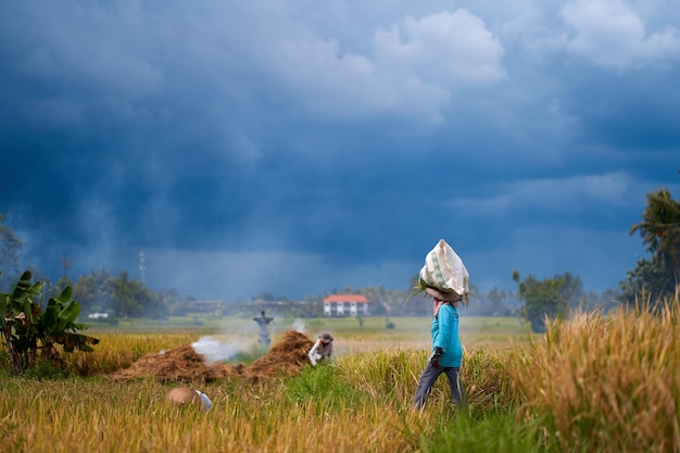 Temporada de la cosecha en un campo de arroz Un granjero asiático lleva una bolsa de arroz cortado en la cabeza