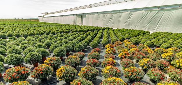 temporada de cosecha de flores