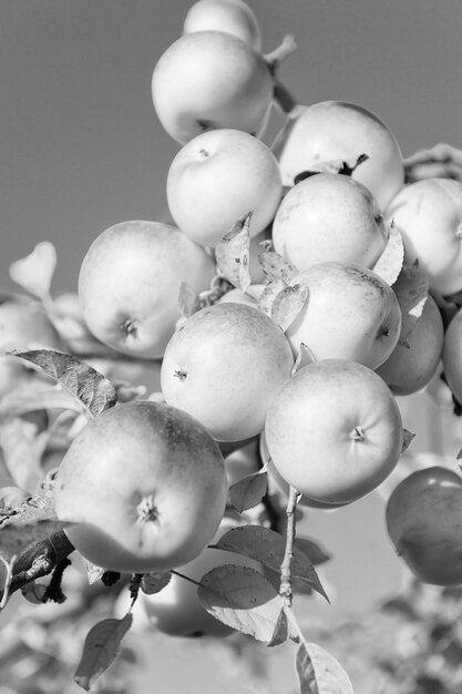 Temporada de cosecha de manzanas de otoño Concepto de cosecha rica Manzanas amarillas frutas maduras sobre fondo de cielo de rama Cosecha de manzanas temporada de otoño Jardinería y cosecha Cultivos orgánicos de manzana granja o jardín